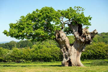 Ancient tree against a forrest backdrop with new green growth and leaves