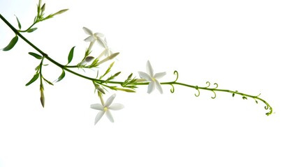 Slender branch of white jasmine flowers and green leaves on a white background delicate fragrant blooming plant nature botanical floral isolated object springtime beauty