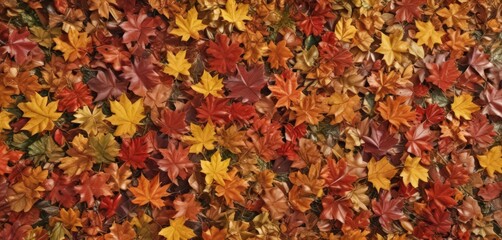 Sunlit autumn leaves, showing varied colors and textures,  colorful leaves,  leaf pile texture