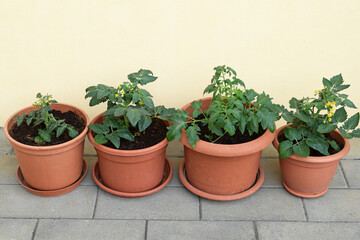 Tomato plants growing in pots. Container gardening concept
