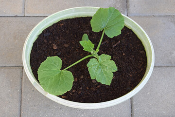 Young zucchini plant growing in container. Container gardening concept