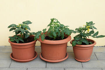 Tomato plants growing in pots. Container gardening concept