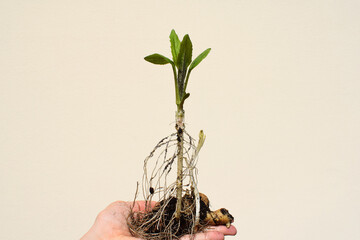 Young plant of Jerusalem artichoke (Helianthus tuberosus) dug out of the soil, spring time, plant...