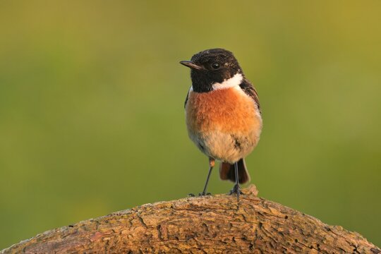 European stonechat saxicola rubicola bird songbird wildlife nature predator cock o the north, beautiful animal mountain finch, animal, bird watching ornithology, flower bud fauna wildlife Europe