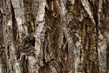 A tree with rough bark background