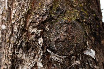 A tree with a knot on it texture background