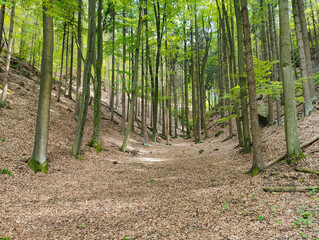 A dirt path in the middle of a wooded area with lots of trees
