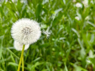Dandelion seed head with delicate seeds drifting in the air surrounded by lush green grass in a natural setting representing nature's beauty concept, green background with copy space