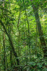 Colombian tropical rainforest, a beautiful and wild landscape. Real natural scene with Andean greenery and native rainforest plants.