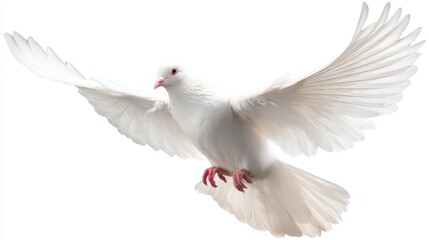 Obraz premium Majestic white dove in flight showcasing elegant feathers against a pure white background, symbolizing peace, purity, and freedom with spread wings
