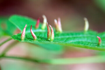 Macro photo of lime nail galls, Eriophyes tiliae