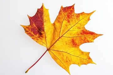 Obraz premium Close up of a vibrant maple leaf with autumn colors on white paper