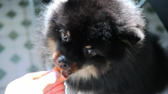 Black fluffy pomeranian basking in warm sunlight, receiving delectable treats from caring owner's hand while sitting contentedly on tiled floor