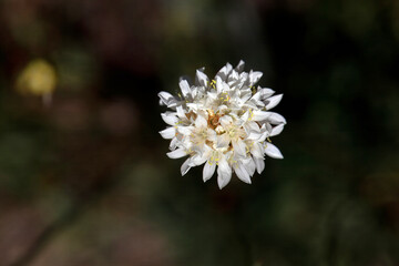 Flower of an Armeria villosa