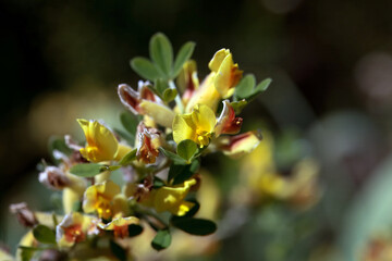 Blossoms of the broom Cytisus leiocarpus