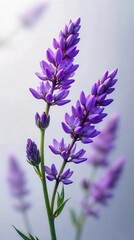 Obraz premium Delicate lavender blossoms, subtle repeating motif, background, design element