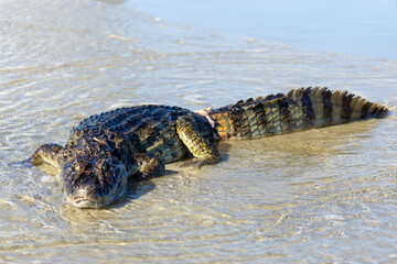 crocodile stranded on the ocean shore