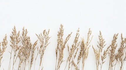 Fototapeta premium Close-up of wheat stalks against a white backdrop. 