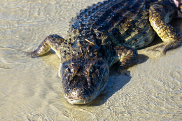 crocodile stranded on the ocean shore