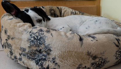 Cute small mixed breed dog sleeping in his new doggy bed