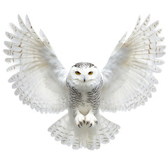 A majestic snowy owl takes flight, its wings spread wide in a display of power and grace, as the owl dominates the frame.