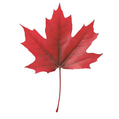 Obraz premium A vibrant, photorealistic, isolated red maple leaf, showcasing its intricate structure and color in a detailed and eye-catching illustration.
