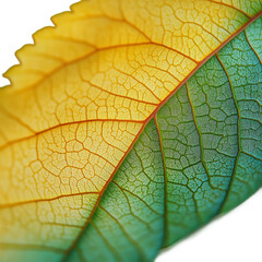 Obraz premium A close-up image captures the intricate details of a vibrant leaf, showcasing the beautiful combination of colors and textures. The image reveals the leaf's veins, adding to its natural beauty.