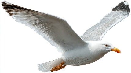 Naklejka premium A majestic bird in flight with outstretched wings showcasing detailed feathers and a vibrant b
