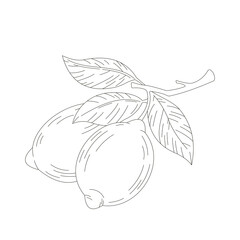Line art illustration of whole lemons with leaves and a lemon wedge. Clean outline drawing perfect for coloring books, packaging, recipes, and summer designs.

