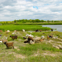 Herd of goats in pasture