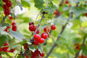 large harvest of red currants on a bush branch. red ripe berries among green leaves. delicious and healthy berries, full of vitamins and antioxidants. sweet and dessert for children and adults