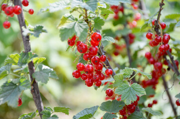 large harvest of red currants on a bush branch. red ripe berries among green leaves. delicious and healthy berries, full of vitamins and antioxidants. sweet and dessert for children and adults