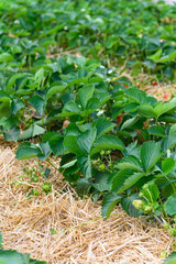 Strawberry plants with unripe berries growing in straw mulch.
