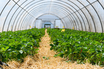 Strawberry plants growing in greenhouse with straw mulch.