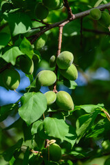 Unripe green apricots growing on tree branch in sunlight.
