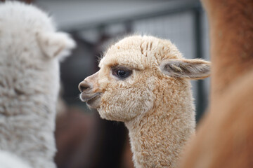 Obraz premium Adorable young Huacaya alpaca (Vicugna pacos) with fluffy fleece and big round eyes, capturing the irresistible charm and cuddliness of these gentle animals.