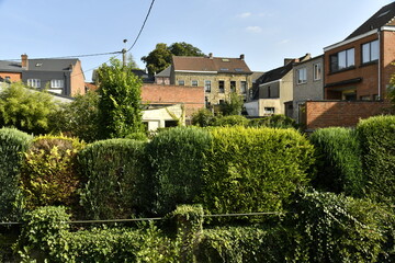 Forêt de Haies entre les maisons à Écaussinnes d'Enghien 