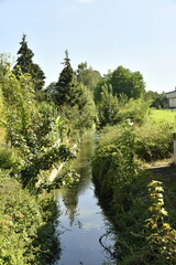 Arbuste le long d'une route de campagne à Ghislenghien (Ath) 