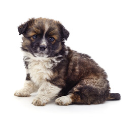 Fototapeta premium One little puppy.