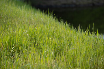 Fresh green spring grass growing in sunlight