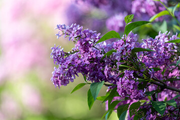 Beautiful blooming purple lilac flowers