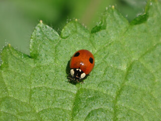 Two-spot ladybird beetle (Adalia bipunctata) sitting on a leaf