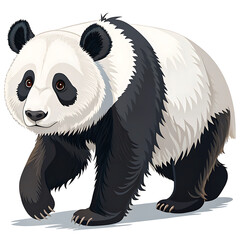Giant Panda - Ailuropoda melanoleuca