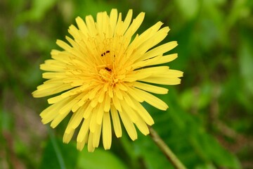 yellow dandelion flower in green
