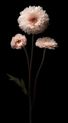 Natural daisy bouquet before a black background, adding depth and mystery