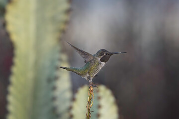 hummingbird on a branch
