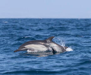 two dolphins in the sea, dolphin calf, California 