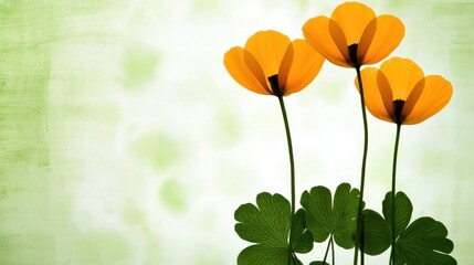 Delicate Orange Poppies and Clover on Textured Green Background