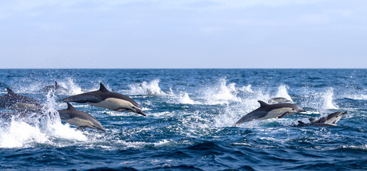 dolphin jumping out of water, dolphin stampede,, Dana Point, California 