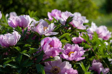 Pink blooming tree peony flowers